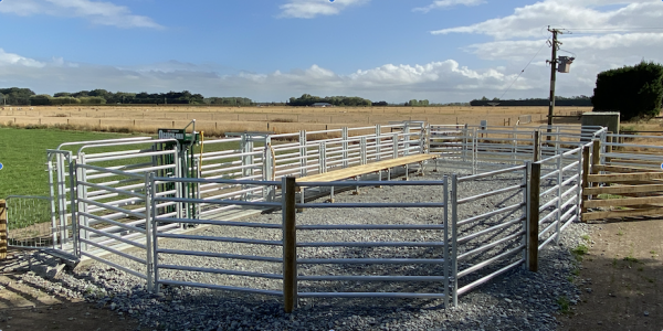 Cattle Yard Designs NZ